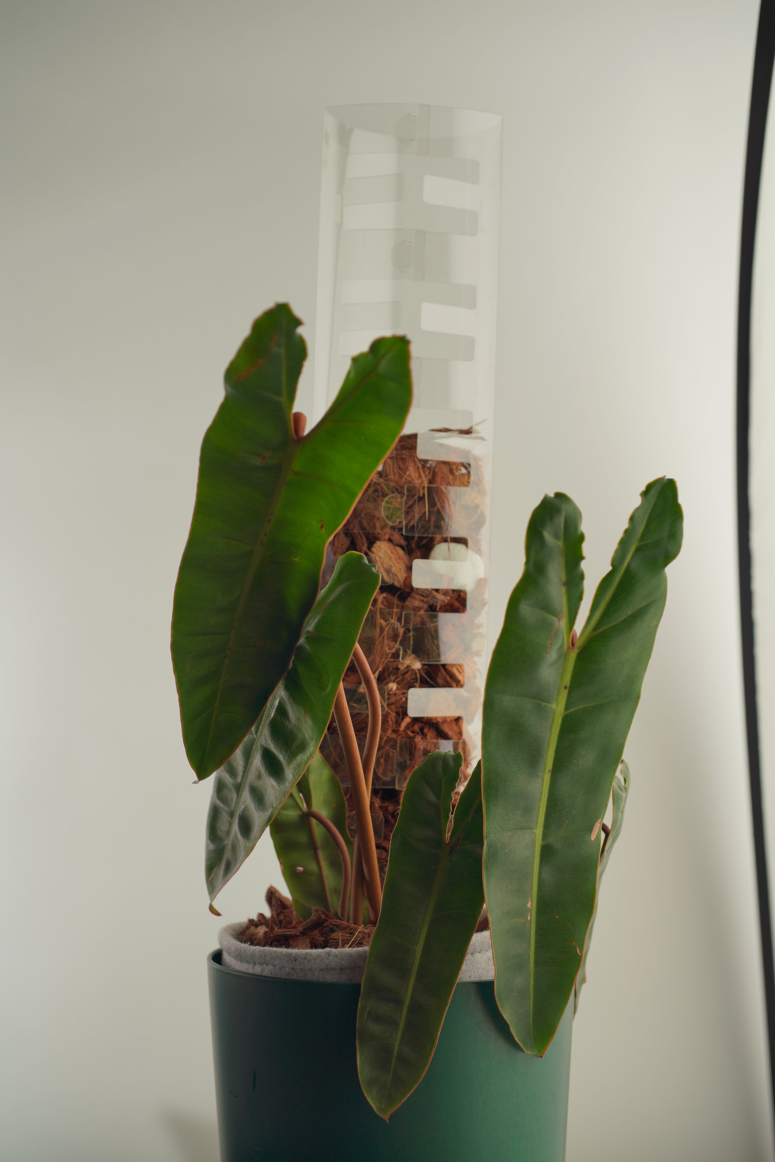 THICCLY V3 Large GrowPole - 5 Pcs – Thiccly