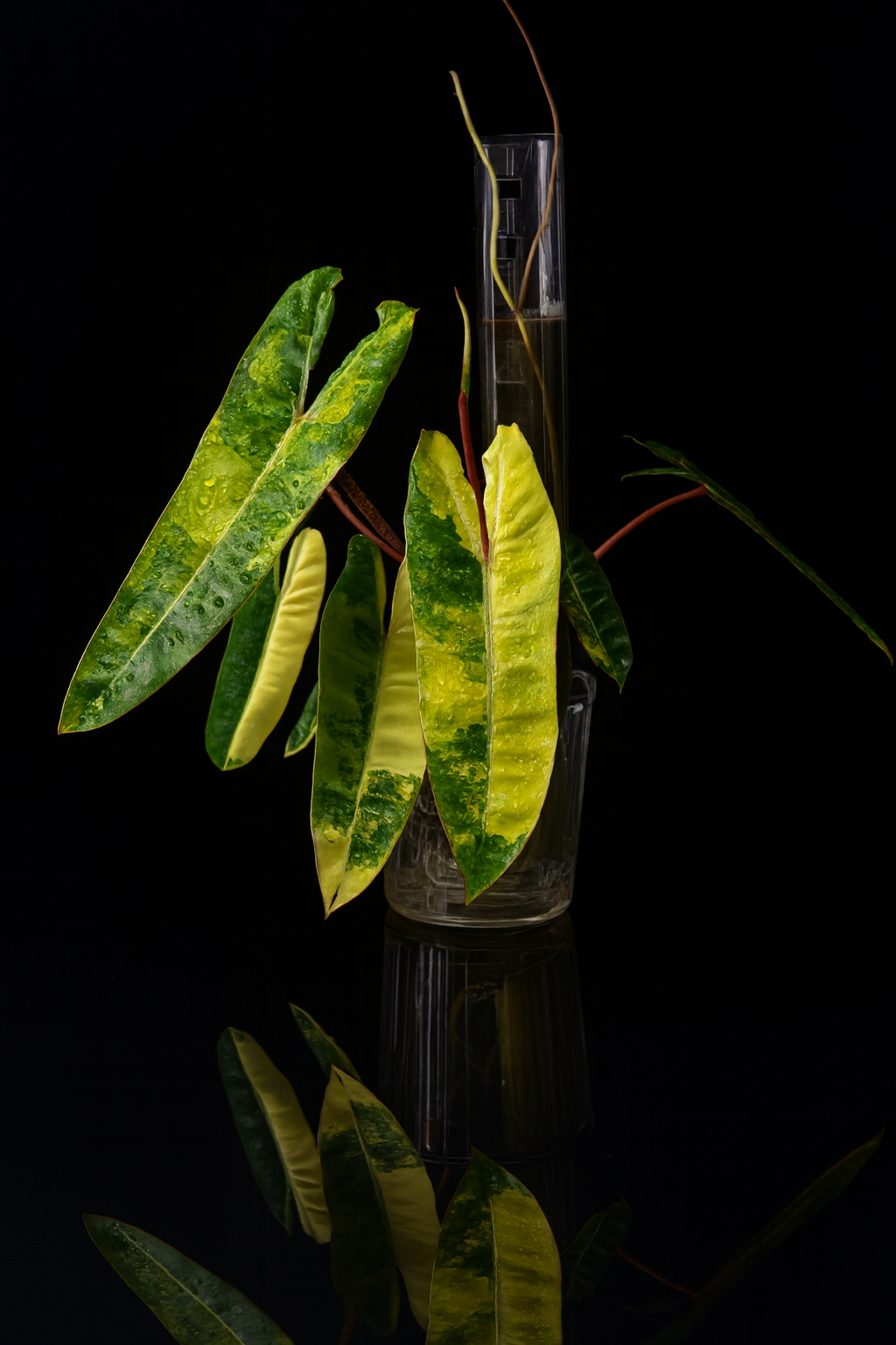 THICCLY GrowLid - Kratky Hydroponics Moss Pole System (Clear)