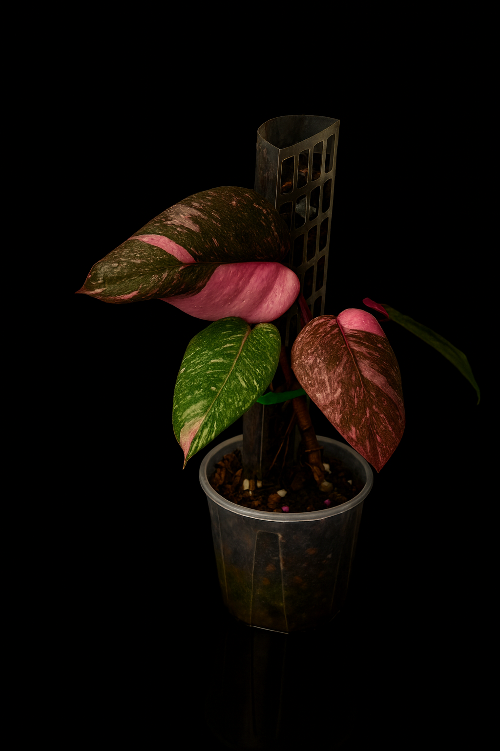 THICCLY V2 Medium GrowPole - 5 Pcs