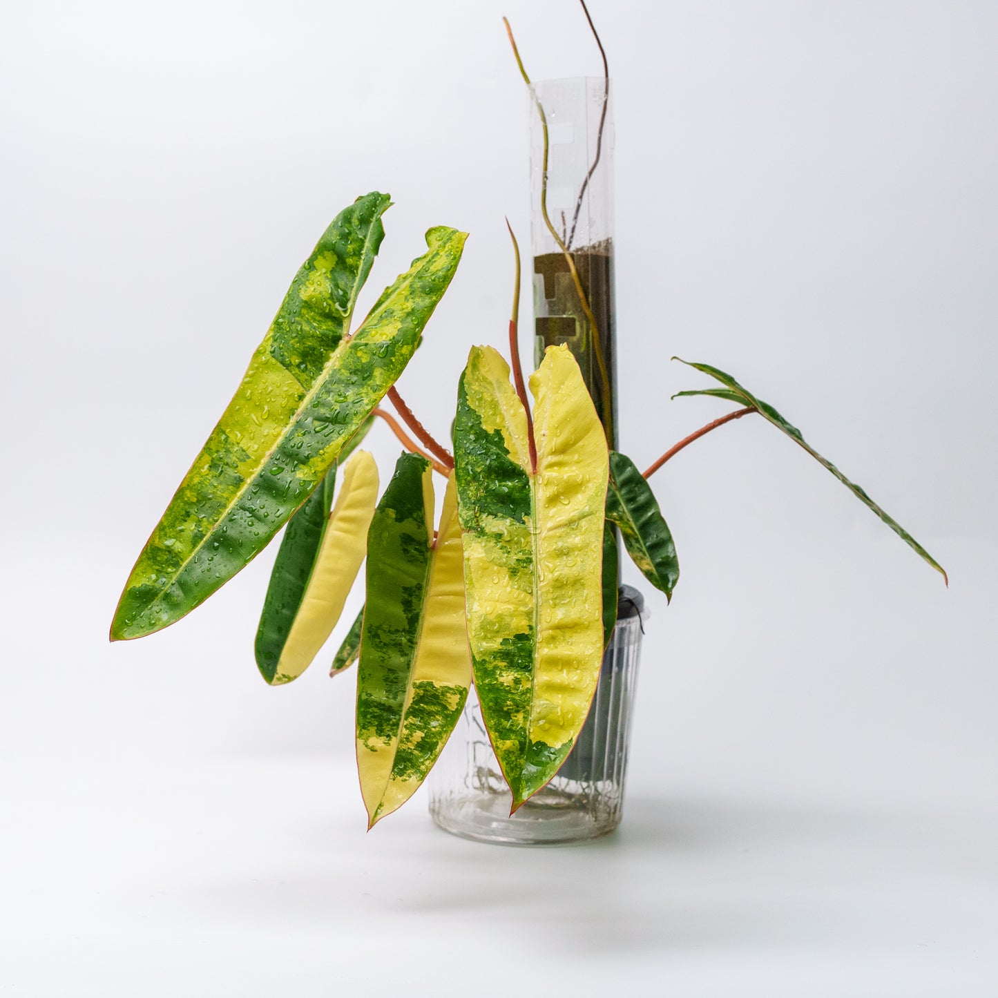 THICCLY GrowLid - Kratky Hydroponics Moss Pole System (Royal Blue)