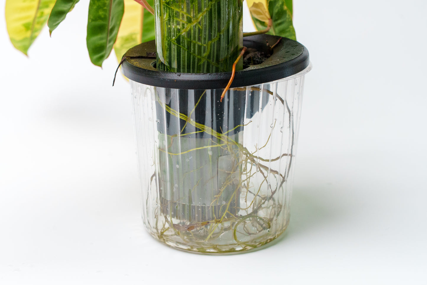 THICCLY GrowLid - Kratky Hydroponics Moss Pole System (Royal Blue)