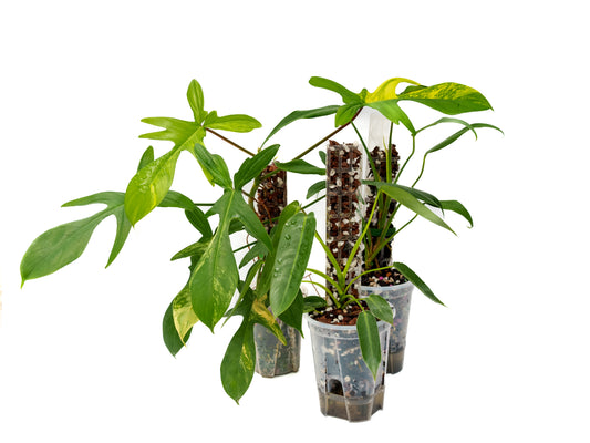 THICCLY V2 Small GrowPole - 10 Pcs