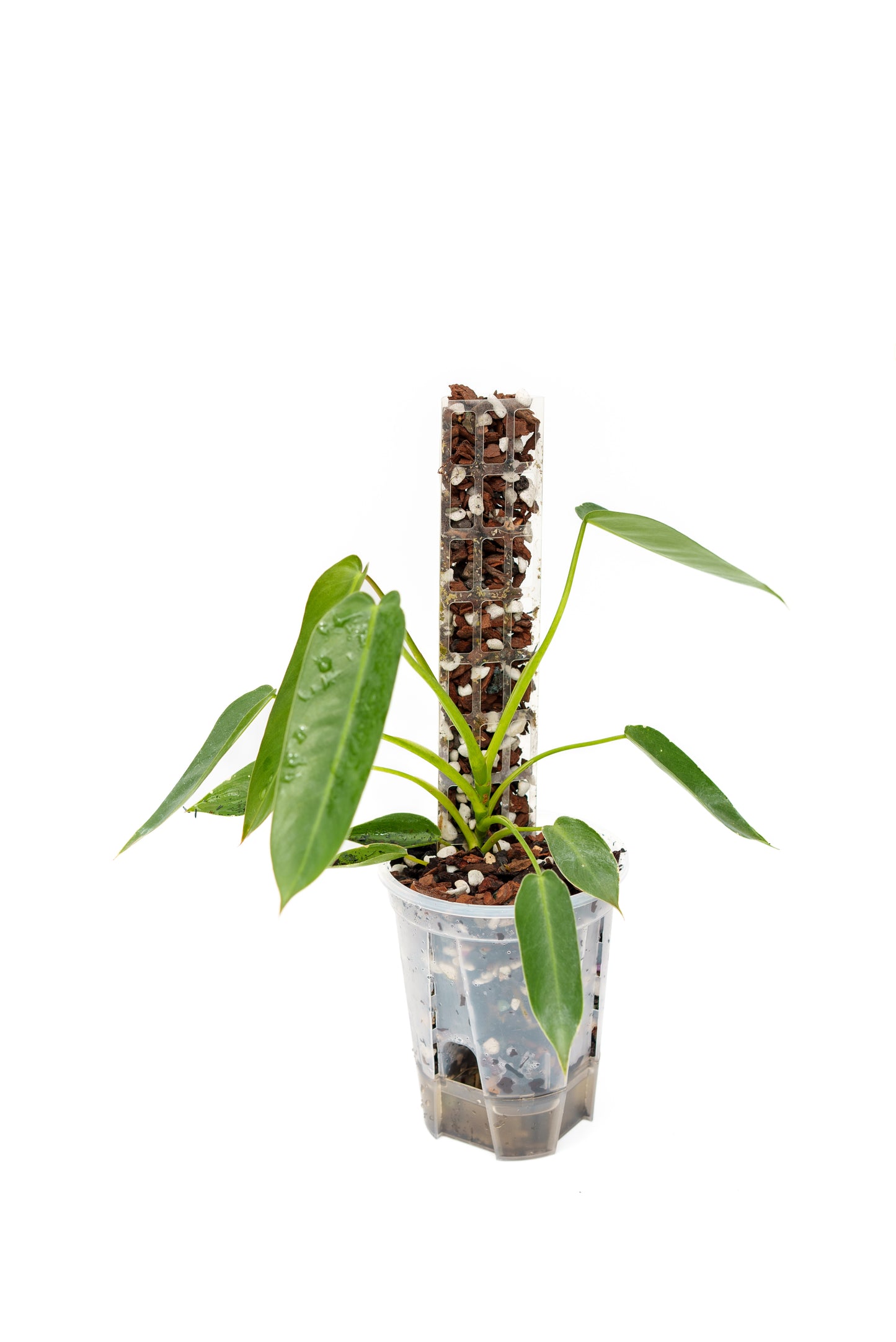 THICCLY V2 Small GrowPole - 10 Pcs