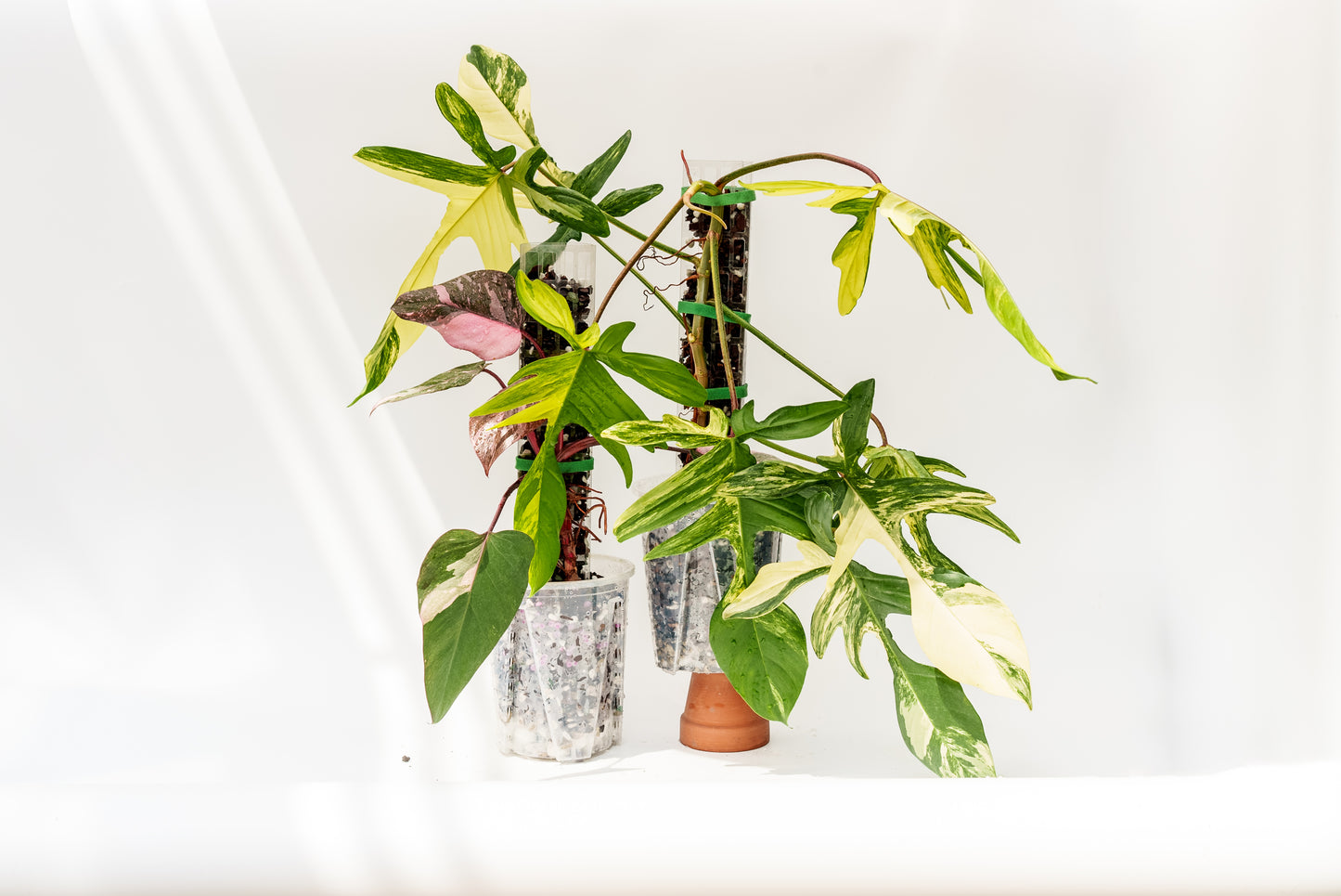 THICCLY V2 Medium GrowPole - 5 Pcs