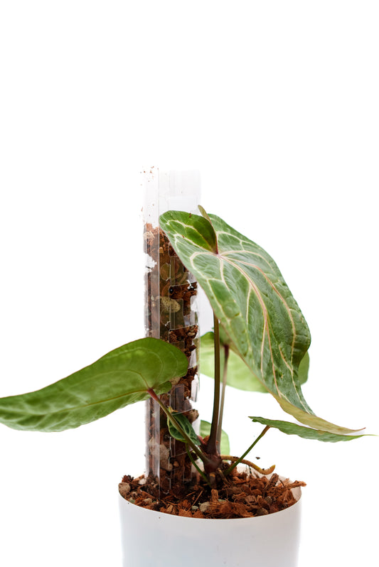 THICCLY V3 Medium GrowPole - 5 Pcs