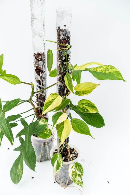 THICCLY V3 Small GrowPole - 10 Pcs