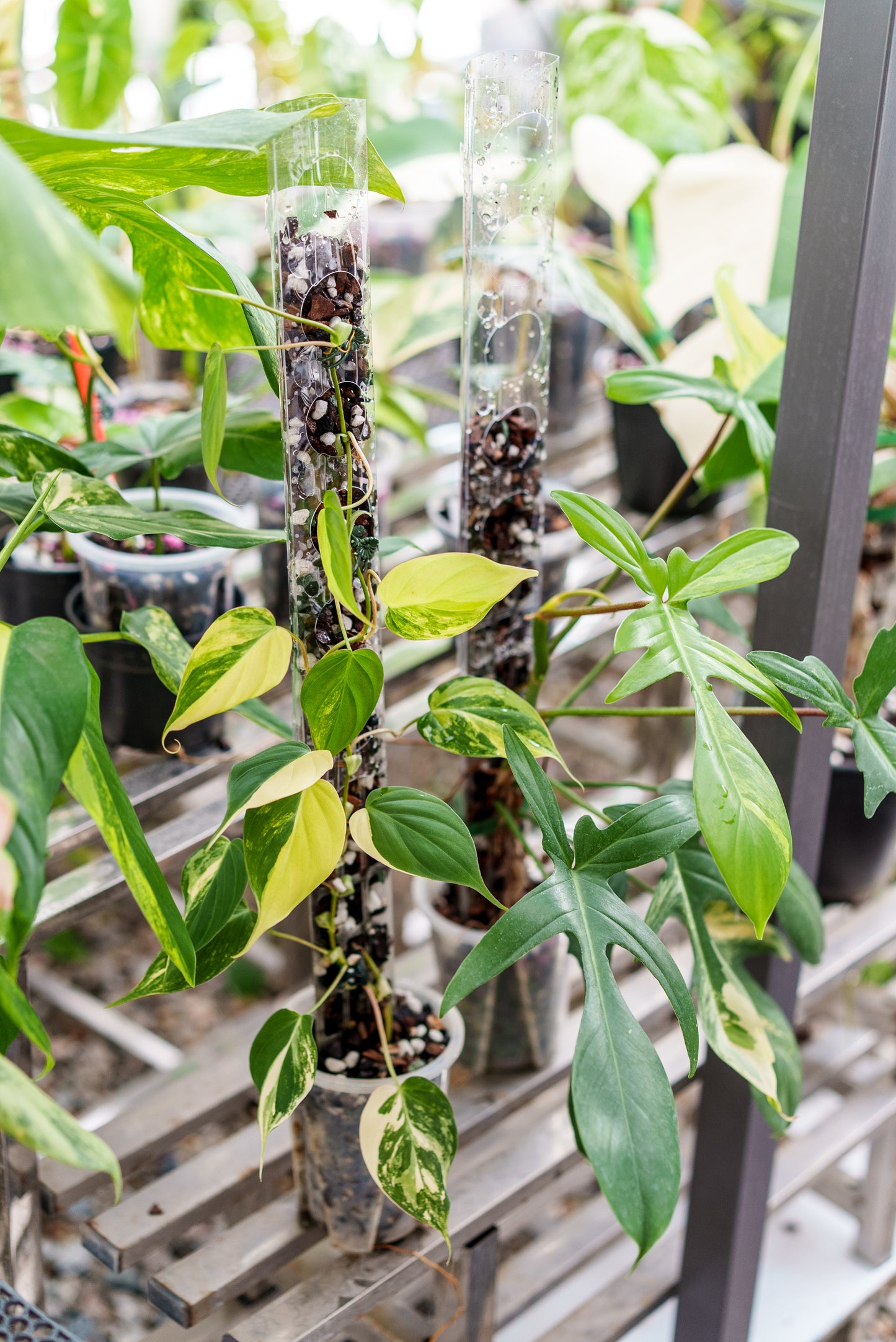 THICCLY V3 Small GrowPole - 10 Pcs