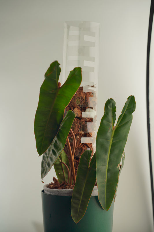 THICCLY V3 Large GrowPole - 5 Pcs