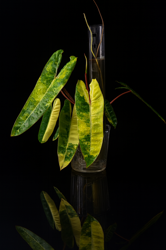 THICCLY GrowLid - Kratky Hydroponics Moss Pole System (Clear)