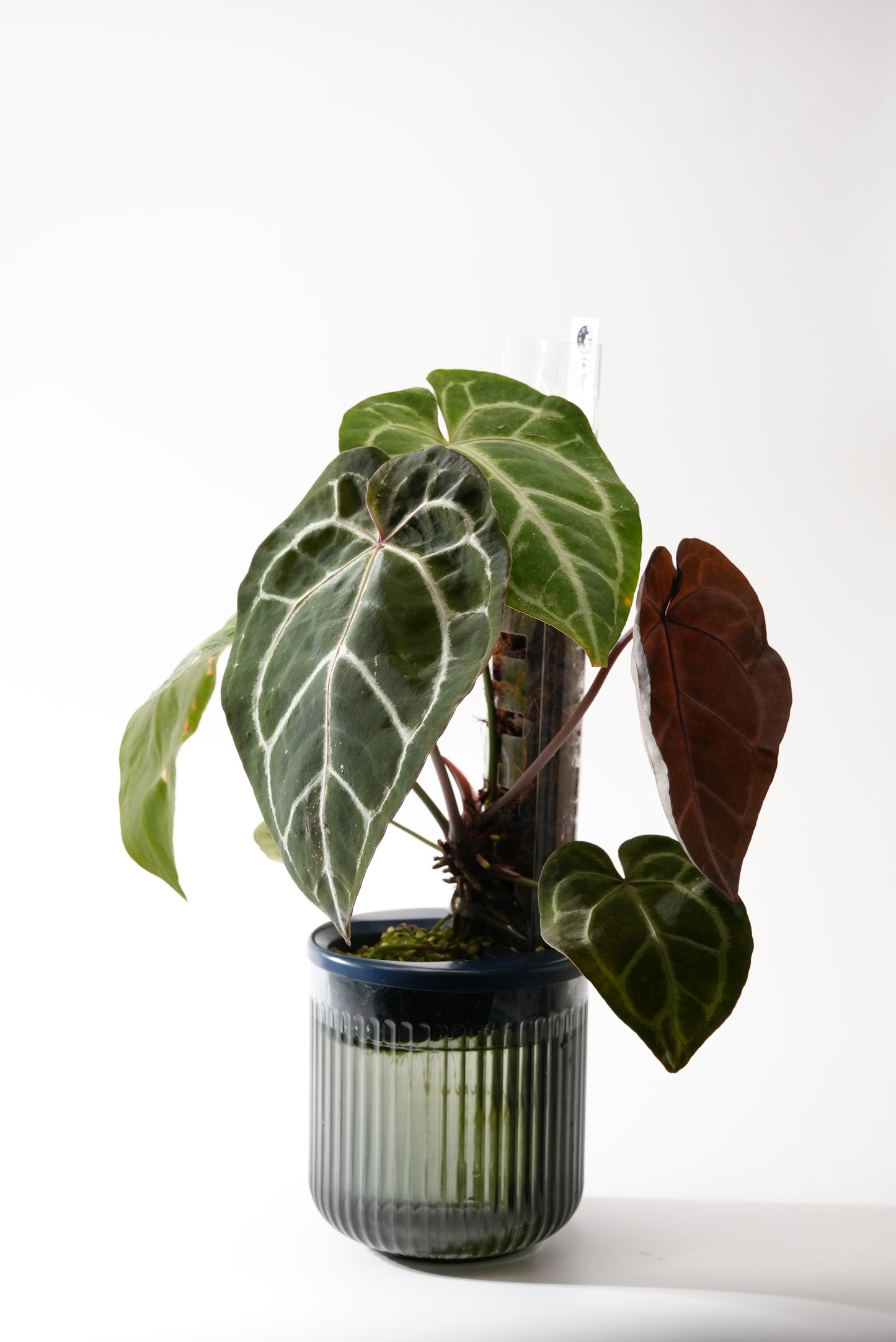 THICCLY GrowLid - Kratky Hydroponics Moss Pole System (Clear)