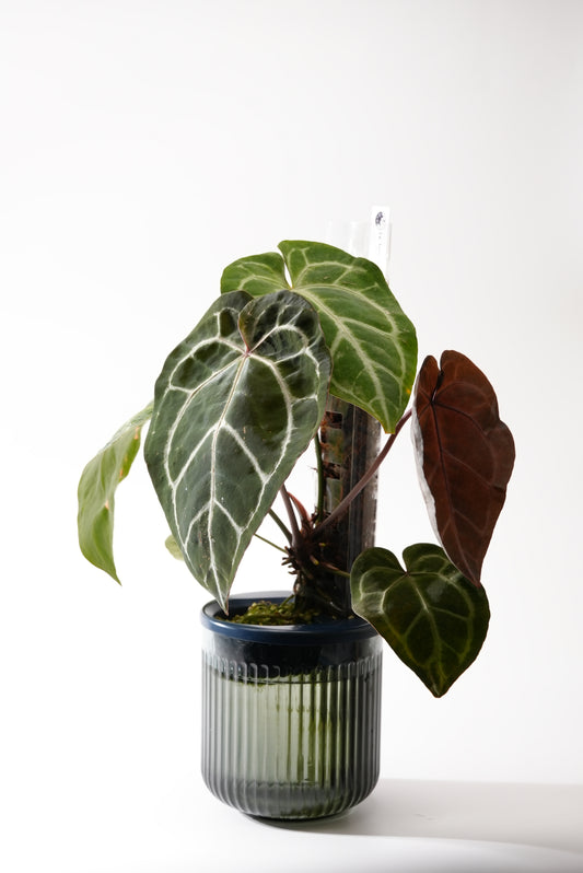 THICCLY GrowLid - Kratky Hydroponics Moss Pole System (Royal Blue)