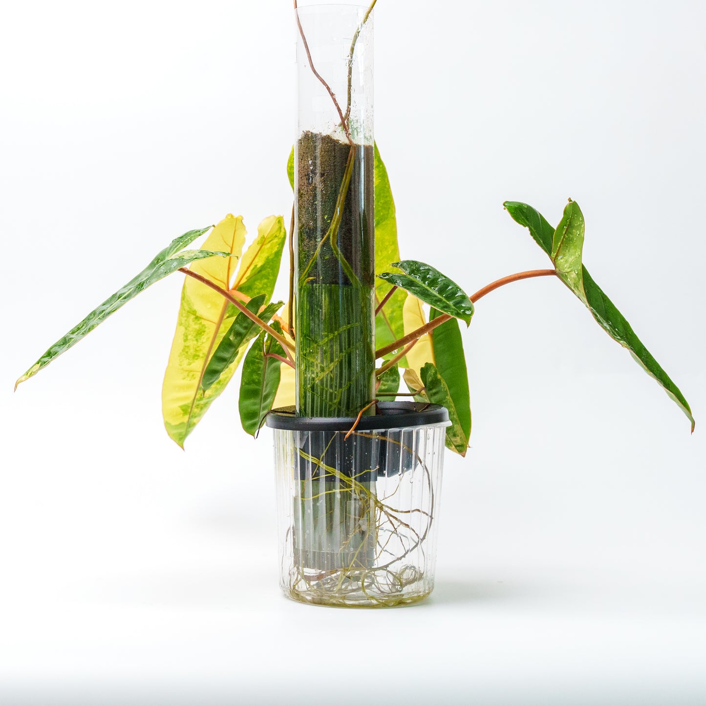 THICCLY GrowLid - Kratky Hydroponics Moss Pole System (Clear)