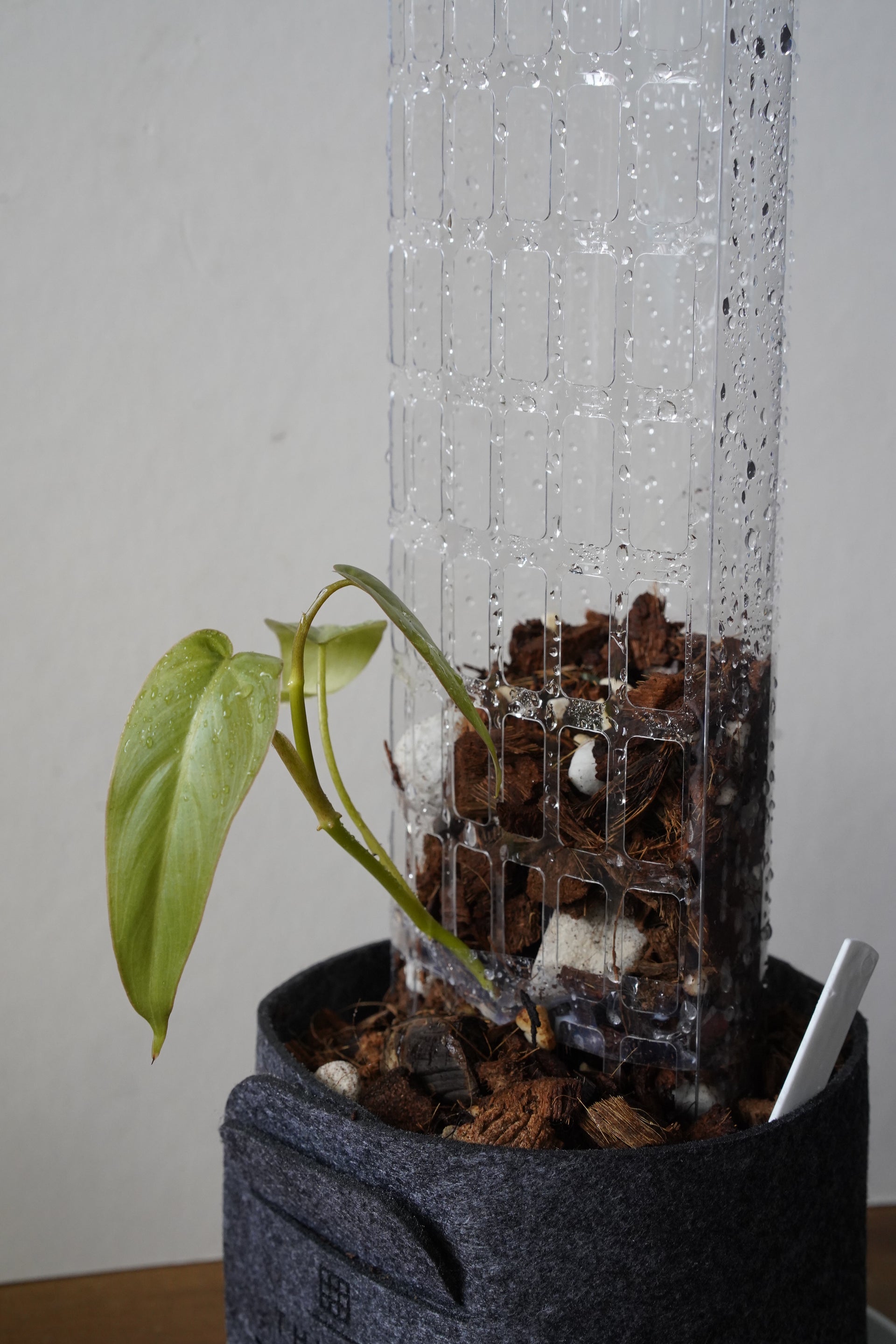 thiccly moss pole THICCLY V2 Large GrowPole