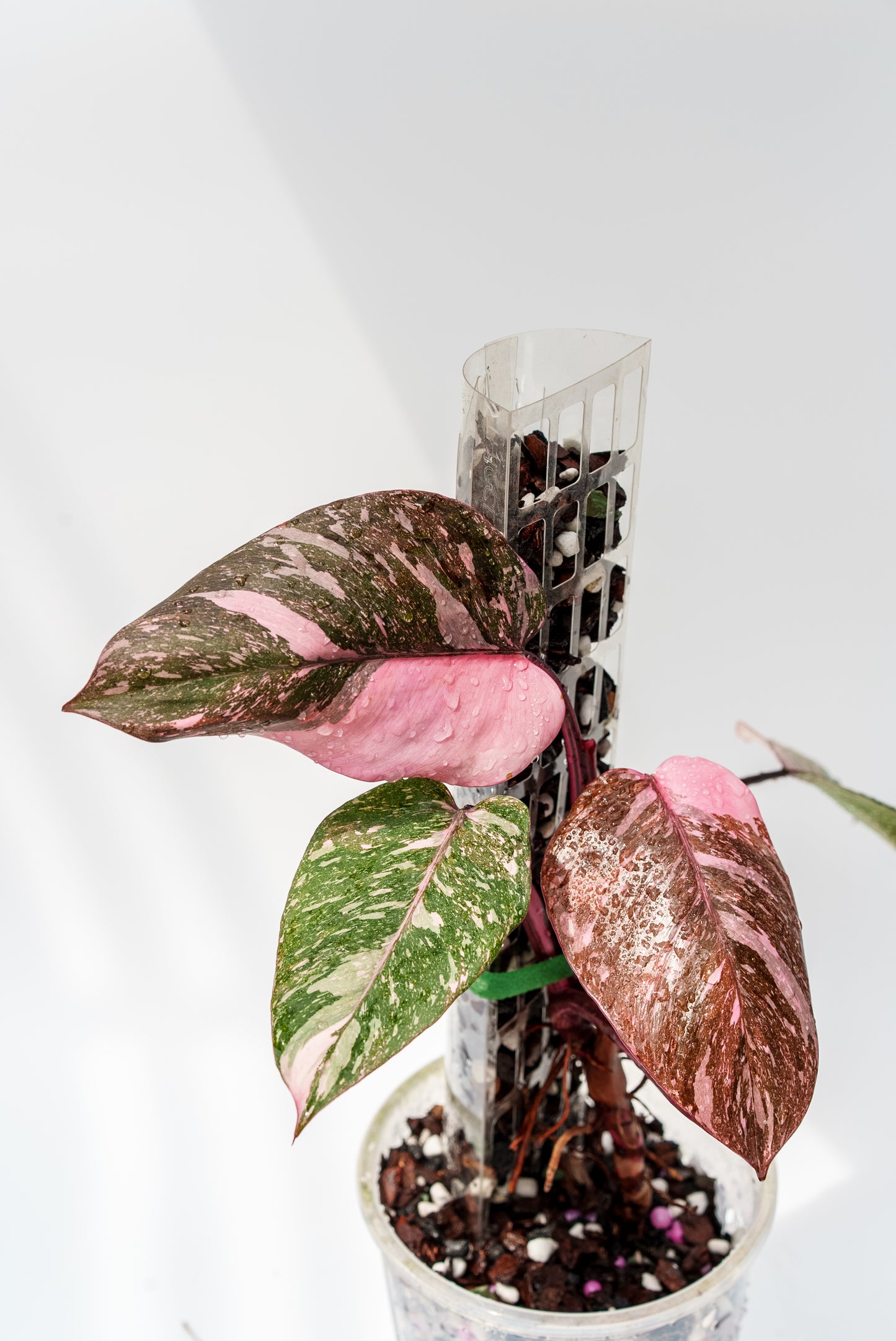 THICCLY V2 Medium GrowPole - 5 Pcs