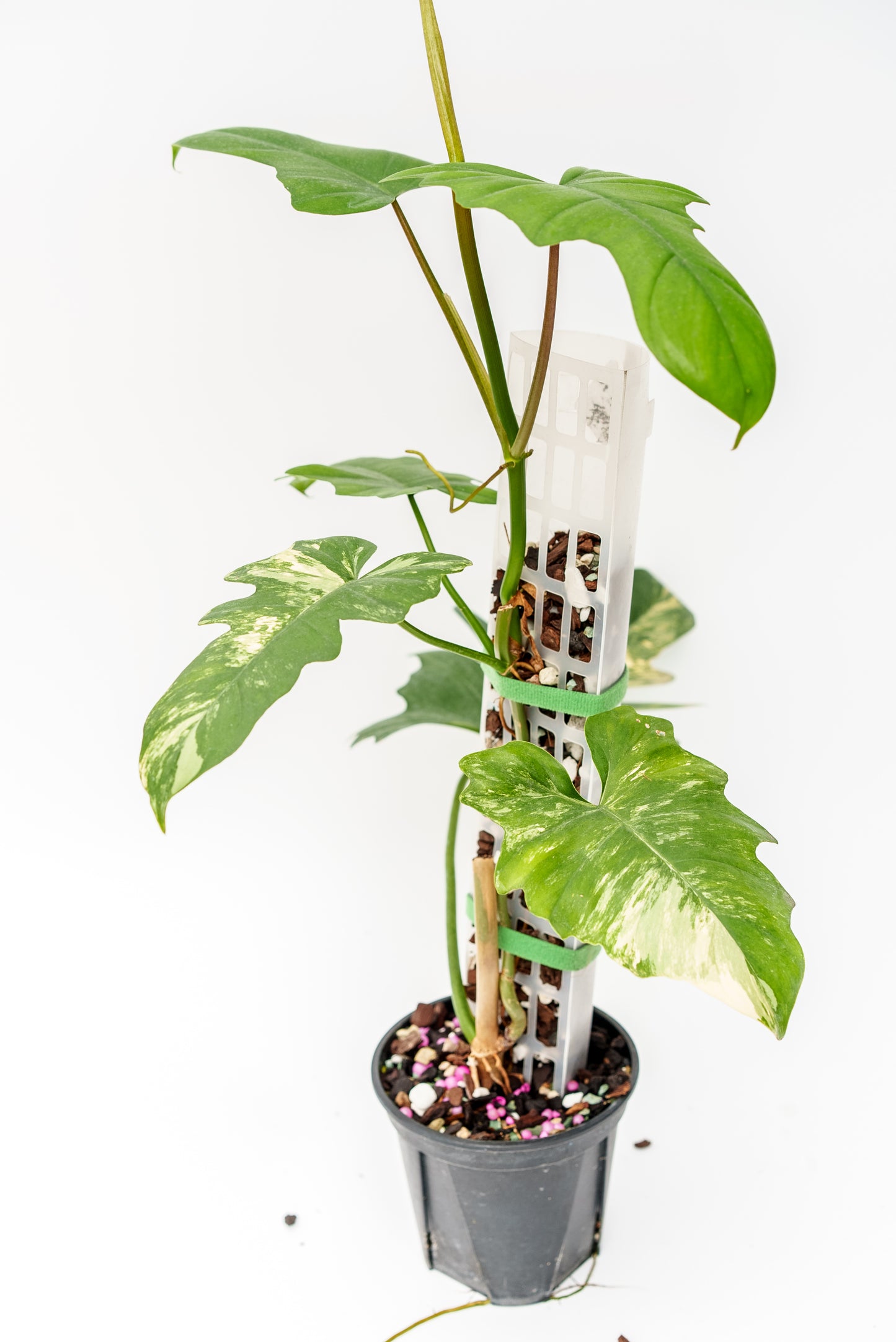 THICCLY V2 Medium GrowPole - 5 Pcs