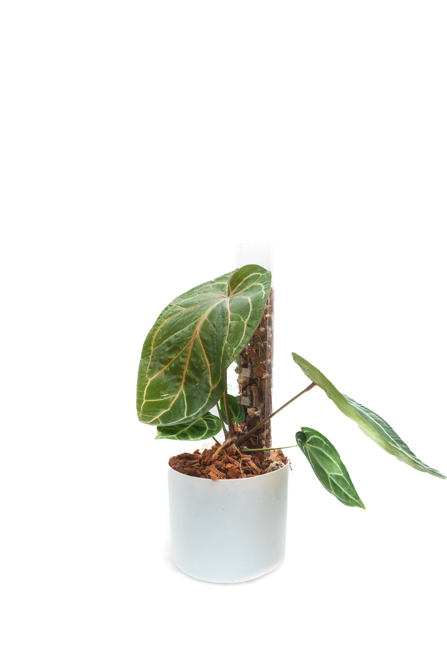 THICCLY V3 Medium GrowPole - 5 Pcs