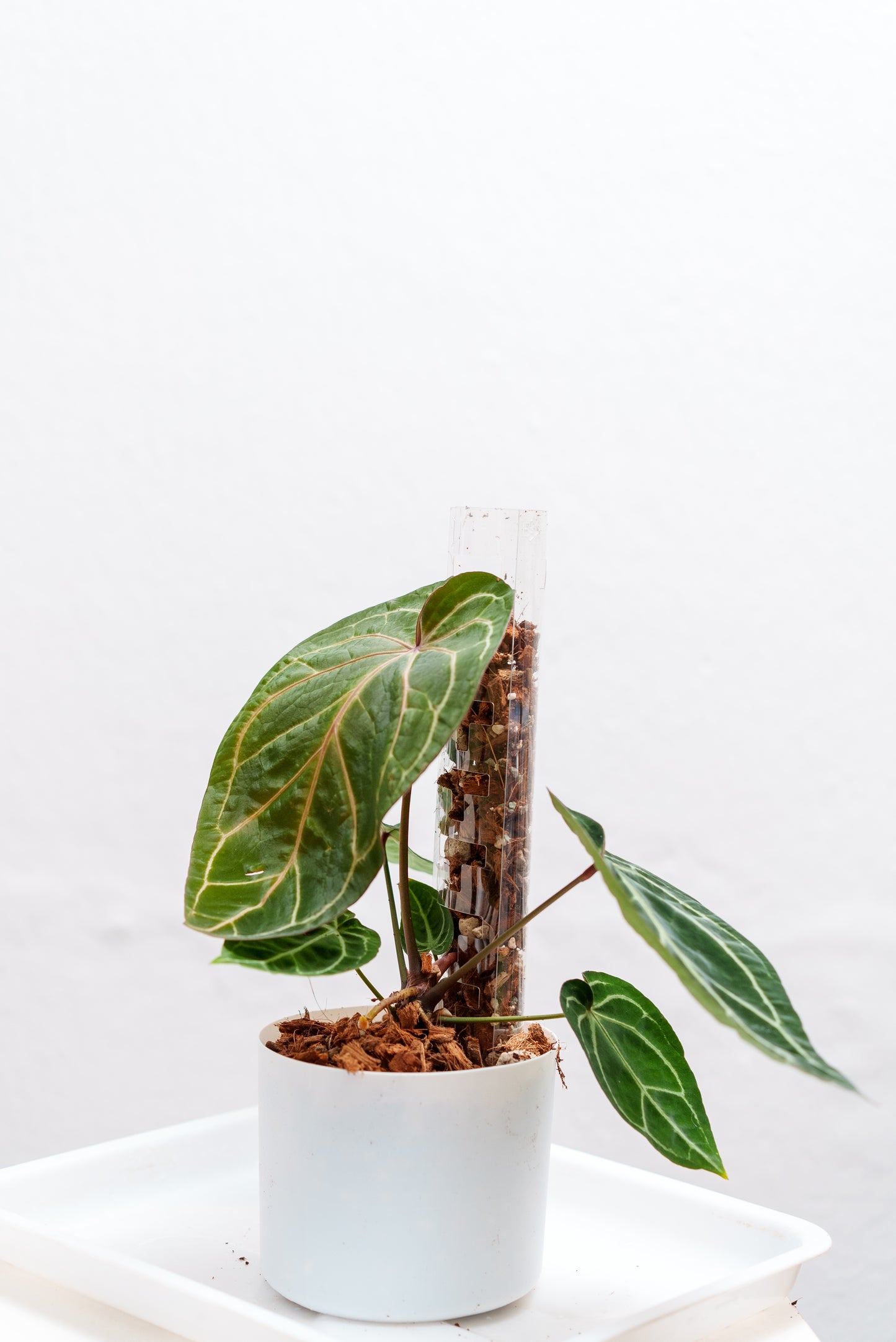 THICCLY V3 Medium GrowPole - 5 Pcs