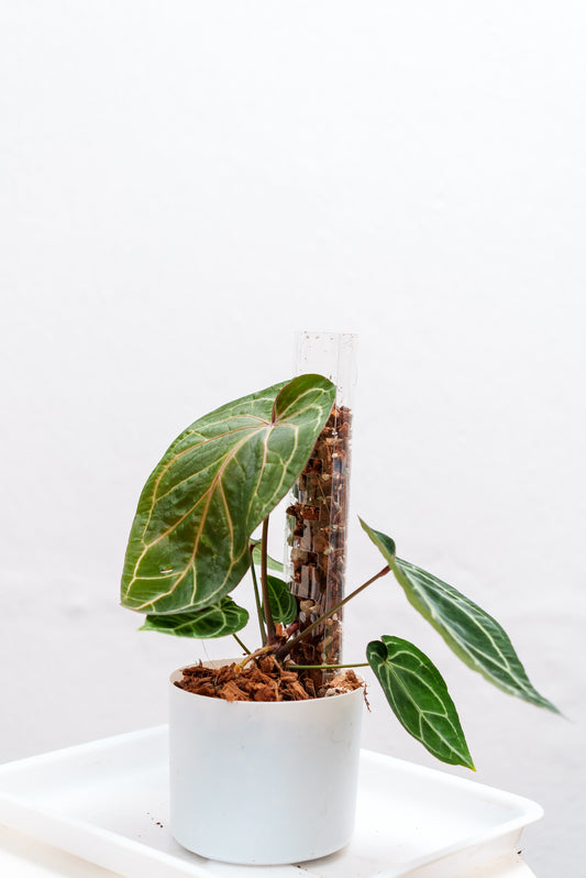 THICCLY V3 Medium GrowPole - 5 Pcs