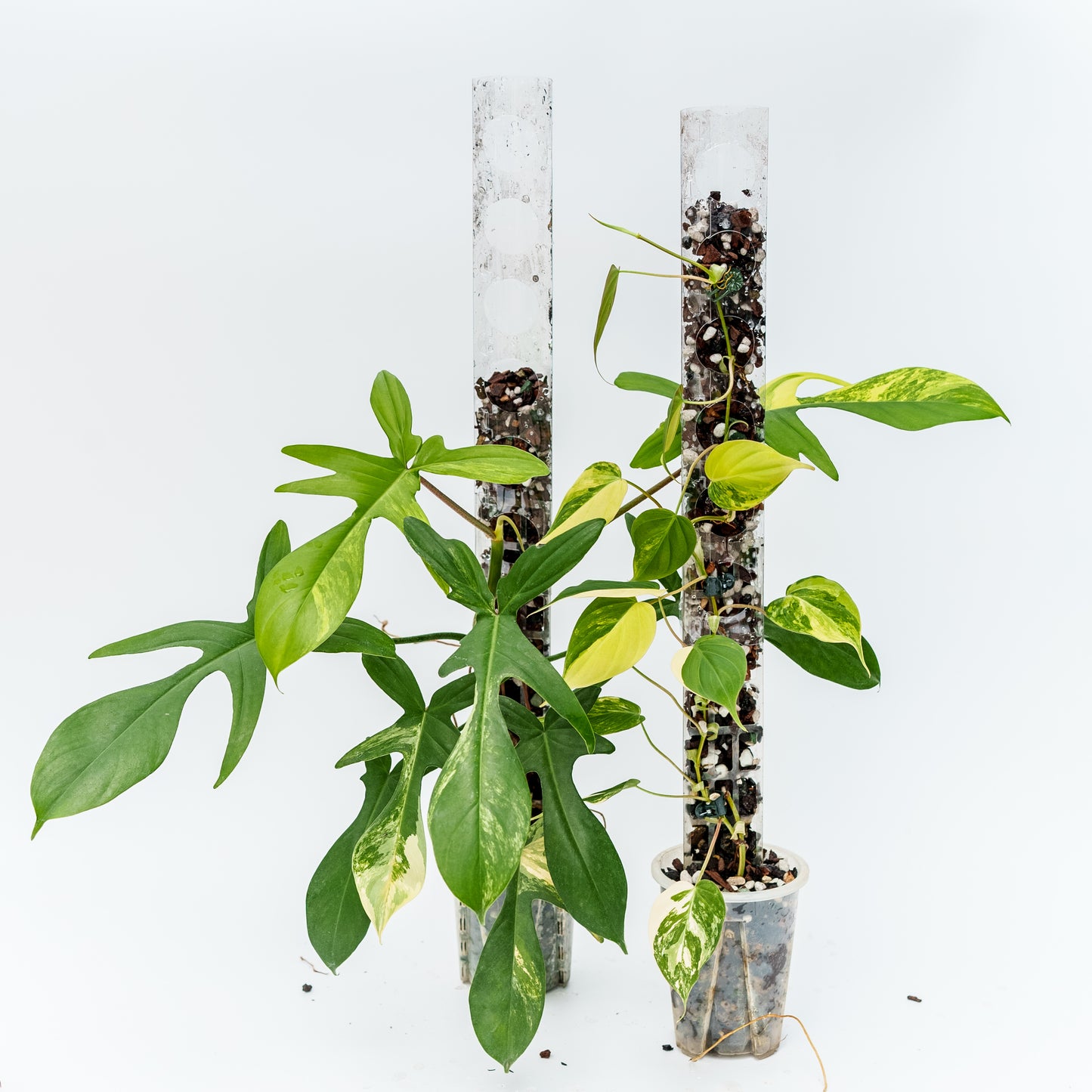 THICCLY V3 Small GrowPole - 10 Pcs